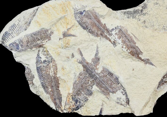 Fossil Fish (Gosiutichthys) Multiple Plate - Lake Gosiute #54974